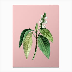 Vintage Malabar Nut Botanical on Soft Pink Canvas Print