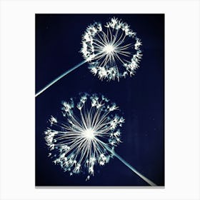 Blue alliums Canvas Print