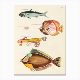 Colourful And Surreal Illustrations Of Fishes And Lobster Found In Moluccas (Indonesia) And The East Indies, Louis Renard(52) Canvas Print