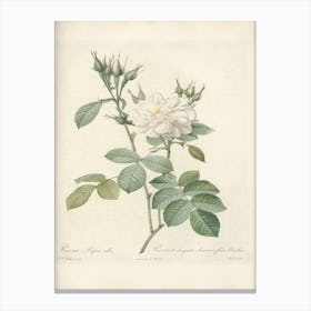 Rose Illustration, Pierre Joseph Redoute (46) Canvas Print