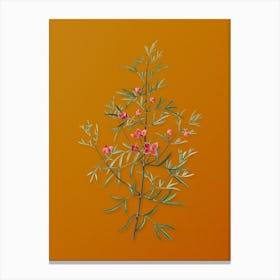 Vintage Boronia Pinnata Botanical on Sunset Orange n.0730 Canvas Print