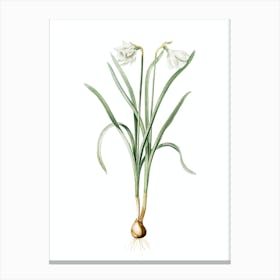 Vintage Narcissus Candidissimus Botanical Illustration on Pure White Canvas Print