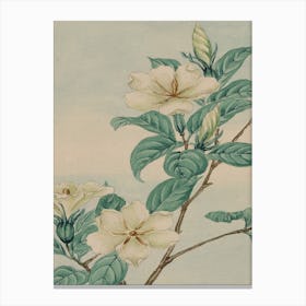 Chinese Magnolia Canvas Print