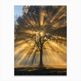 Sunrise Over A Tree 3 Canvas Print