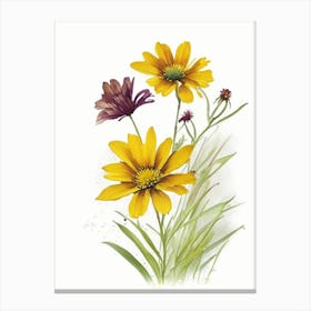 Coreopsis Wildflower Watercolour Canvas Print