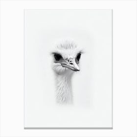 Ostrich B&W Pencil Drawing 3 Bird Canvas Print