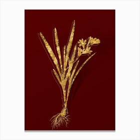 Vintage Gladiolus Xanthospilus Botanical in Gold on Red Canvas Print