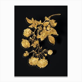 Vintage Pink Rambler Roses Botanical in Gold on Black n.0400 Canvas Print