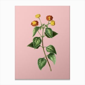 Vintage Tickberry on Branches Botanical on Soft Pink n.0688 Canvas Print