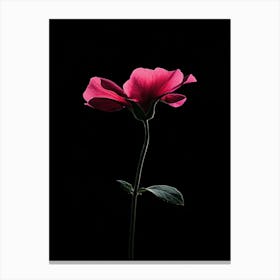 Single Pink Flower On Black Background 8 Canvas Print