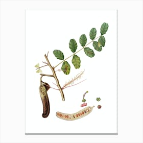 Vintage Carob Botanical Illustration on Pure White n.0326 Canvas Print