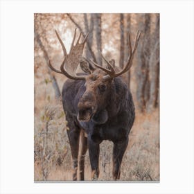 Moose In Forest Canvas Print