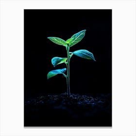 Young Plant Growing In The Dark 1 Canvas Print