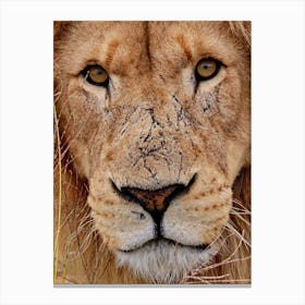 Lion Face Color Canvas Print