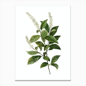 Vintage Virginia Sweetspire Botanical Illustration on Pure White n.0529 Canvas Print