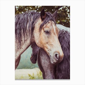 Two Horses In A Field 1 Canvas Print