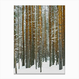 Pine Forest In Winter Snow Nature Canvas Print