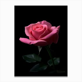 Pink Rose On Black Background 2 Canvas Print