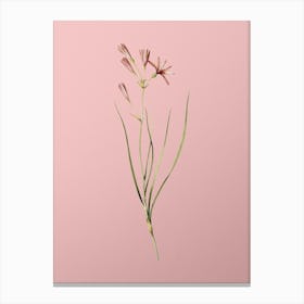 Vintage Amaryllis Montana Botanical on Soft Pink n.0525 Canvas Print