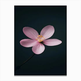 Pink Flower On Black Background 5 Canvas Print