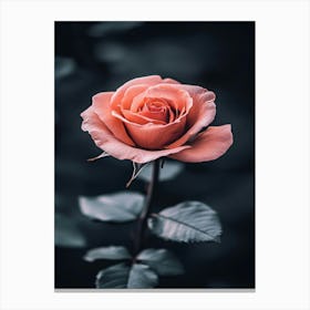 Pink Rose 37 Canvas Print