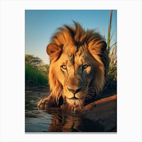 African Lion Drinking Water Realism 2 Canvas Print