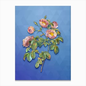 Vintage Tomentose Rose Botanical Art on Blue Perennial n.0090 Canvas Print