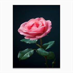 Pink Rose 24 Canvas Print