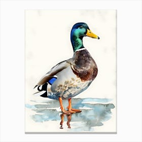 Mallard Duck Canvas Print