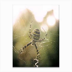 A Spider In Its Web Canvas Print