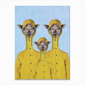Giraffes Raincoat Familly Canvas Print