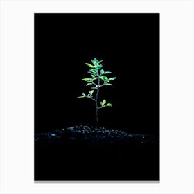 Tree Growing On A Black Background 3 Canvas Print