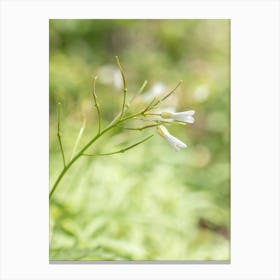 White Wildflowers Canvas Print