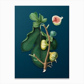 Vintage White Peel Fig Botanical Art on Teal Blue n.0202 Canvas Print