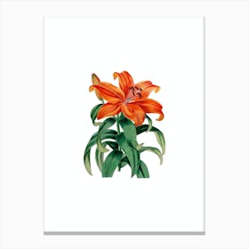 Vintage Thunberg's Orange Lily Botanical Illustration on Pure White n.0353 Canvas Print