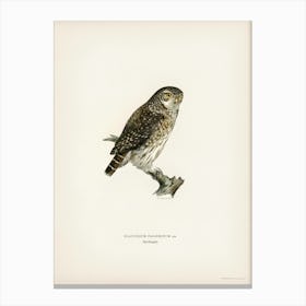 Glaucidium Passerinum, The Von Wright Brothers Canvas Print