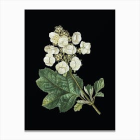 Vintage Oakleaf Hydrangea Botanical Illustration on Solid Black n.0808 Canvas Print