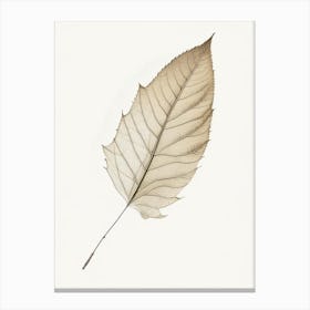 Birch Leaf Illustration Canvas Print