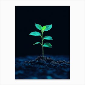 Young Plant Sprouting From The Ground 2 Canvas Print