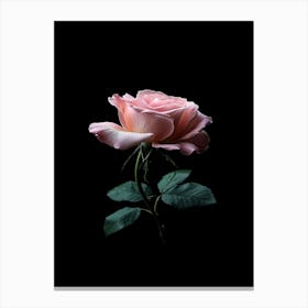 Pink Rose On Black Background 28 Canvas Print