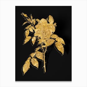 Vintage Fragrant Rosebush Botanical in Gold on Black n.0341 Canvas Print