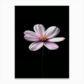 Pink Cosmos Flower 4 Canvas Print