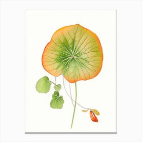 Nasturtium Leaf Canvas Print