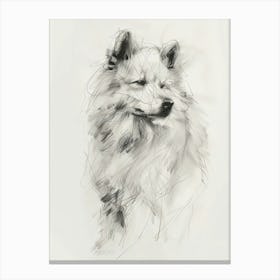 Samoyed Dog Charcoal Line 1 Canvas Print
