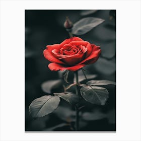 Red Rose 26 Canvas Print