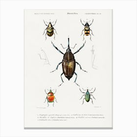 Different Types Of Weevils, Charles Dessalines D' Orbigny Canvas Print