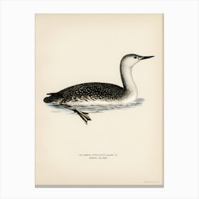 Red Thoated Loon, The Von Wright Brothers Canvas Print