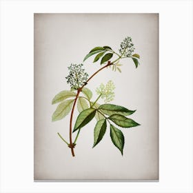 Vintage Red Elderberry Botanical on Parchment n.0670 Canvas Print