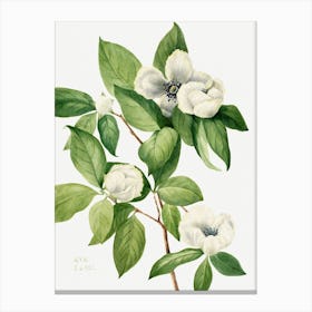 Vintage Botanical Mary Vaux Walcott _2732428 Canvas Print