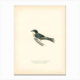 Hybrid Between Common House Martin And Barn Swallow, The Von Wright Brothers Canvas Print